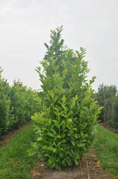Prunus laurocerasus 'Rotundifolia' product