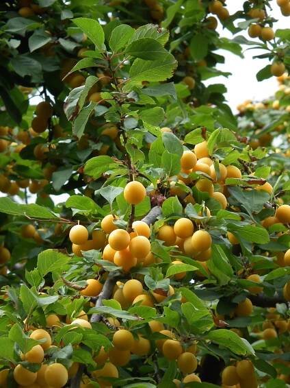 Prunus cerasifera - slivoň třešňoplodá /myrobalán/ | Netradiční ovoce