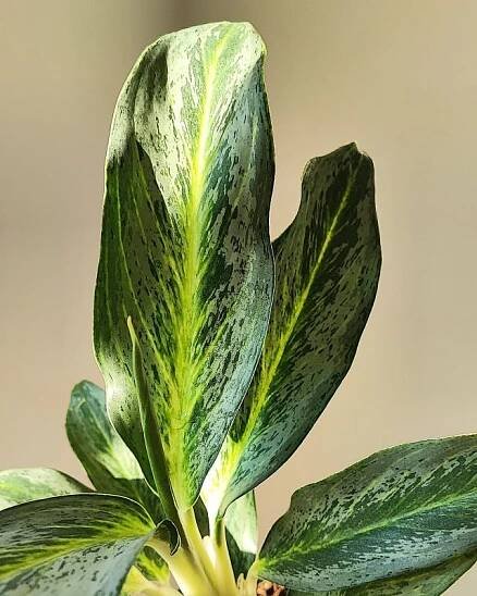 Aglaonema commutatum Golden Dragon