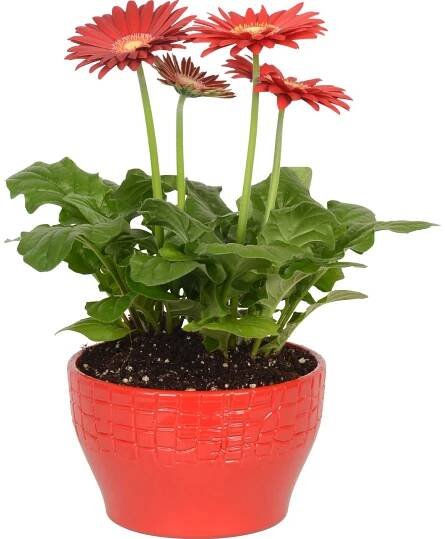 Osázená keramická miska s gerberou průměr květináče cca 15 cm nakoupit u OBI