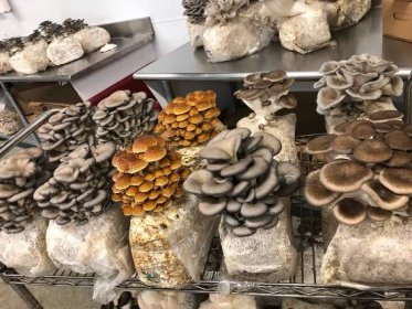 Pěstování hub: Jak si vypěstovat vlastní houby