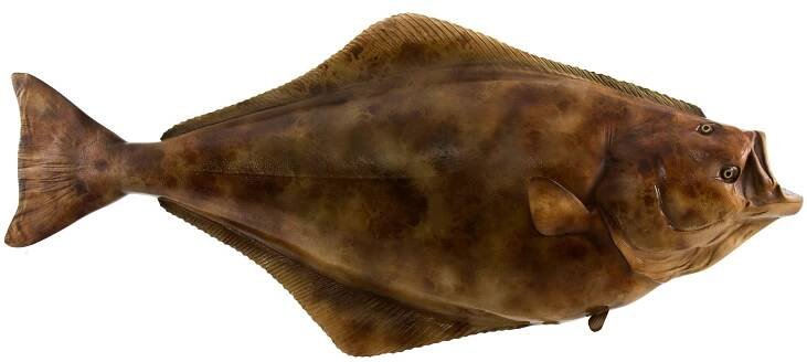 halibut ryby