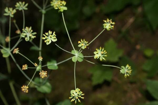 Bupleurum longifolium subsp. longifolium - prorostlík dlouholistý pravý | Apiaceae - miříkovité | Natura Bohemica