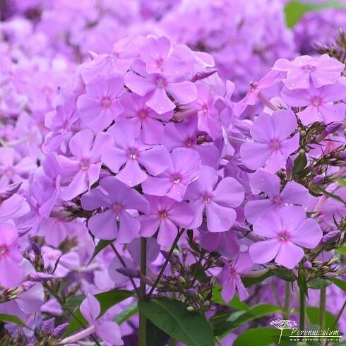 Phlox paniculata 'Amethyst'