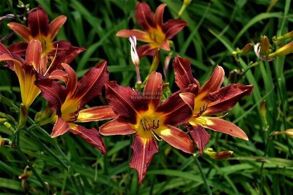 Hemerocallis " Black Prince " - denivka Zahradnictví Krulichovi - zahradnictví, květinářství, trvalky, skalničky, bylinky
