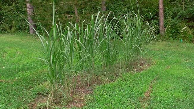 Miscanthus: charakteristika druhů a pravidla zemědělské technologie