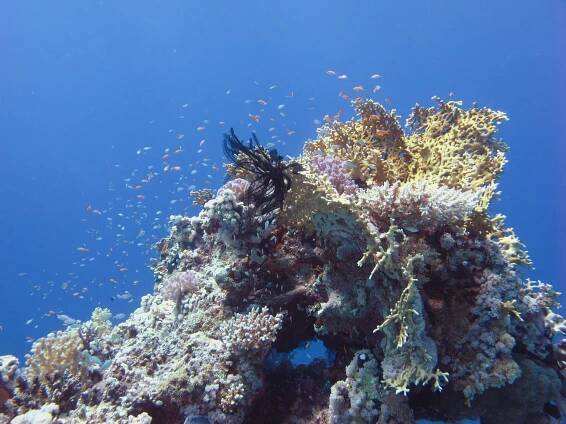 About Sataya Reef - Al Thuraya Red Sea