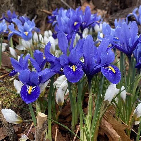 Ornamentals Archives - Gardenlore