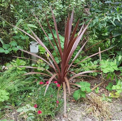 Cordyline australis ‘Red Star’ (Red cabbage palm) - Plant details