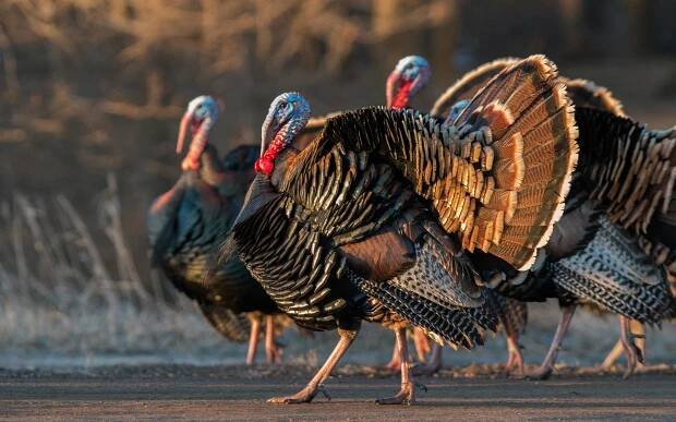 wild turkey being called by a local hunter