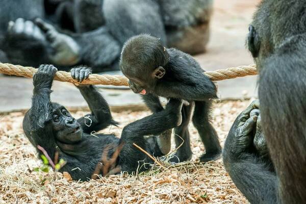 ZOO Praha | Česká zoo z.s.