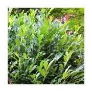 Prunus laurocerasus Reyvaanii 30/40 cm