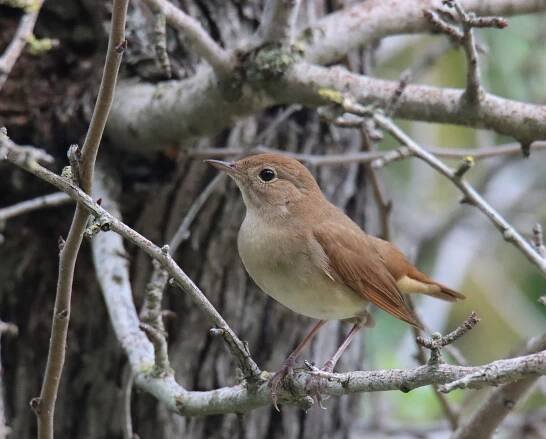 Common nightingale - Luscinia megarhynchos 5