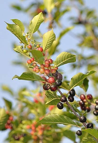 Frangula alnus - Rhamnaceae,Plantae,Pteridobiotina,Angiosperms,Rosales,Rhamnaceae,Frangula,Frangula alnus,Frangula alnus f. angustifolia, Frangula alnus subsp. saxatilis, Frangula alnus subsp. sphagnicola, Frangula alnus var. angustifolia, Frangula alnus var. elliptica, Frangula alnus var. prostrata, Frangula atlantica, Frangula dodonei, Frangula frangula, Frangula nigra, Frangula pentapetala, Frangula sanguinea, Frangula vulgaris, Frangula vulgaris var. parvifolia, Frangula vulgaris var. subrotunda, Girtanneria frangula, Rhamnus alnoides, Rhamnus autumnalis, Rhamnus frangula, Rhamnus frangula var. subrotunda, Rhamnus nemoralis, Rhamnus sanguinea, Rhamnus sanguino, Rhamnus undulata,Echter Faulbaum;Faulbaum;alder buckthorn;glossy buckthorn;european alder-buckthorn;breaking buckthorn;Bourdaine;nerprun bourdaine;bois noir;bois à poudre;frangule;aune noir;bourdaine commune;bourgène;coudrier noir;puène;punajer;rhubarbe des paysans;arraclan;vern menut;aliso negro;arraclán;arraclanera;avellanillo;biondo;cavicuerna;chopera;franguilla;frángula;hediondo;pudio;rabiacana;salguera;sanapudio negro;sangredo;sanguiñera;sanguiño;Frangola comune;frangola;puzzolana;putina;spino cervino minore;alno nero;sporkenhout;amieiro-negro;sanguinho-de-agua;frângula;frangulina;fúsaro;lagarinho;sangarinheiro;sangarinheiro-de-água;sanguinho;sanguinho-bastardo;sanguinho-de-água;sangurinheiro;zangarinheiro;zangarinho;крушина ольховидная;barutağacı;zogël;fràngula;vern bord;vern negre;vernmenut;trušljika;brakved;tørst;kruszyna pospolita;navadna krhlika;kutyabenge;krušina olšová;krušina jelšová;крушина ламка;елшовиден зърнастец;harilik paakspuu;parastais krūklis;trollhegg;korpipaatsama;крхликовина;paprastasis šaltekšnis;βουρβουλιά