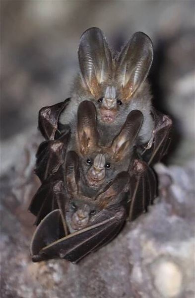 Megaderma spasma - LESSER FALSE VAMPIRE BAT - KHAO YAI NP (11).jpg