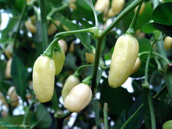Chilli – kdy je zdravé a kdy už ne?