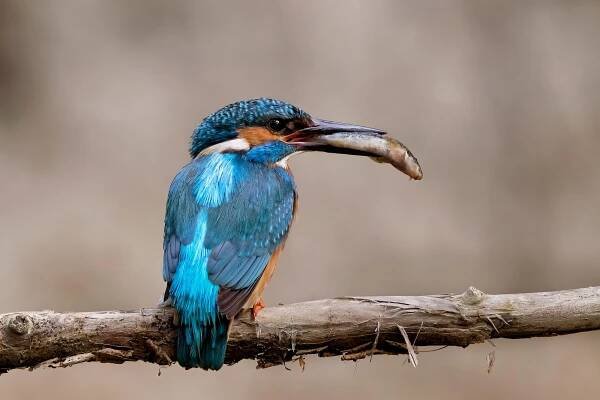 Ledňáček říční (Alcedo atthis)
