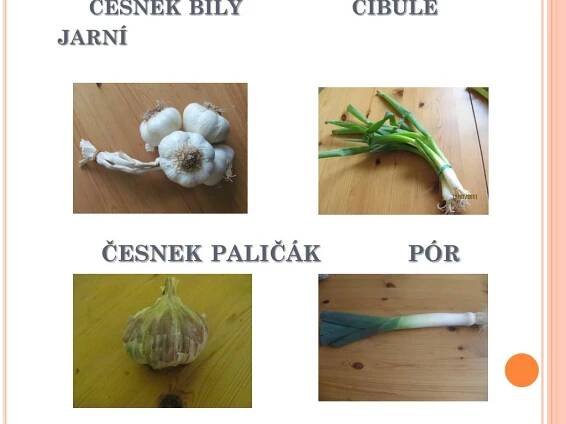 PPT - Cibulová zelenina PowerPoint Presentation, free download - ID:3799812