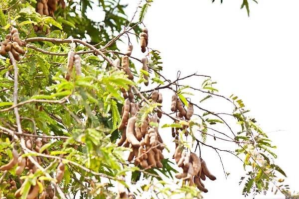 tamarind tree for making tamarind balls