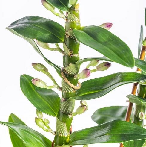 Orchidej, Dendrobium nobile, bílo - tmavě růžová, na prodej | ZAZUMi.cz
