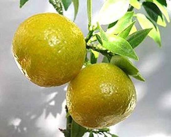 Bergamot / Byliny na dopisu B