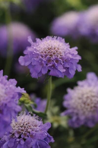 Hlaváč fialový Scabiosa Caucasica pr. 12 cm