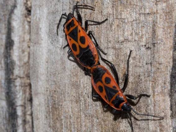 Firebugs hibernate in the ground or under stones