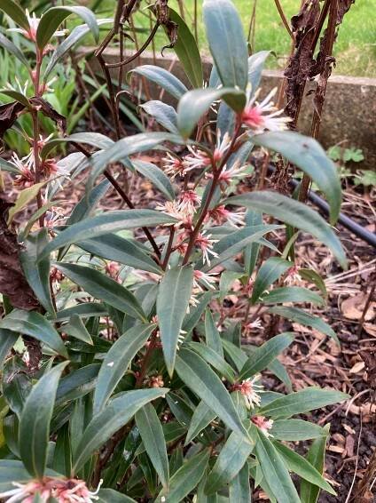 #pulmonaria | n20gardener