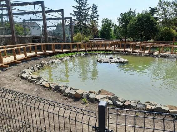 V jezírkách nové expozice vyškovské zoo se zabydlely i černé labutě. Podívejte
