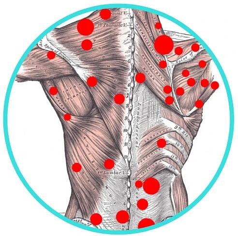 Illustration of human upper body musculature with red dots marking specific points, enclosed within a blue circle for Alliance Regen and Rehab.