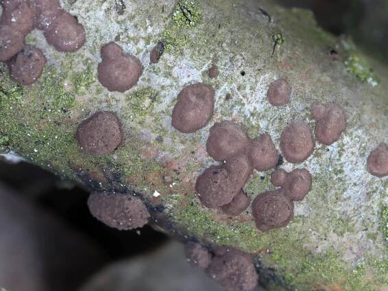 Hypoxylon fuscum