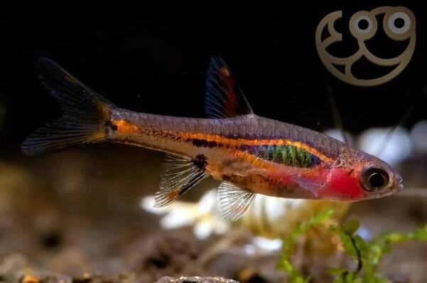 Exclamation Point Rasbora - Boraras urophthalmoides Fish Profile & Care Guide