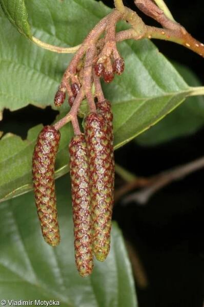 Alnus glutinosa – olše lepkavá