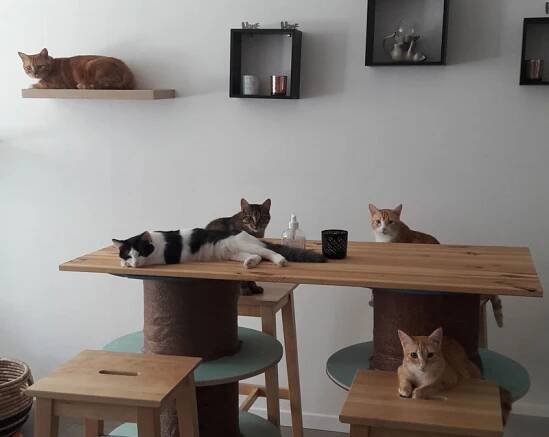 l'instant chat hyères