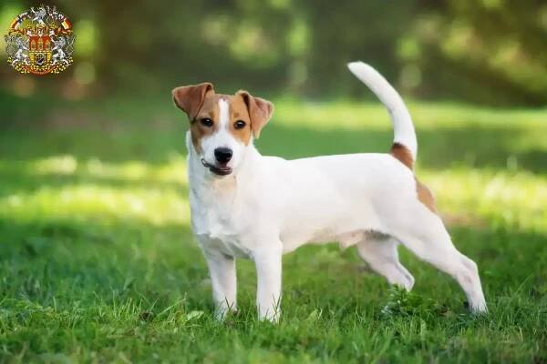 Chovatelé Jack Russellů a štěňat v Praze