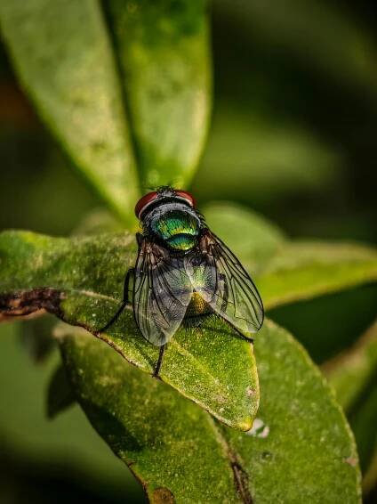 Základová fotografie na téma barevný, bezobratlí, biodiverzity, blow fly, calliphoridae, členovec, denní světlo, detail