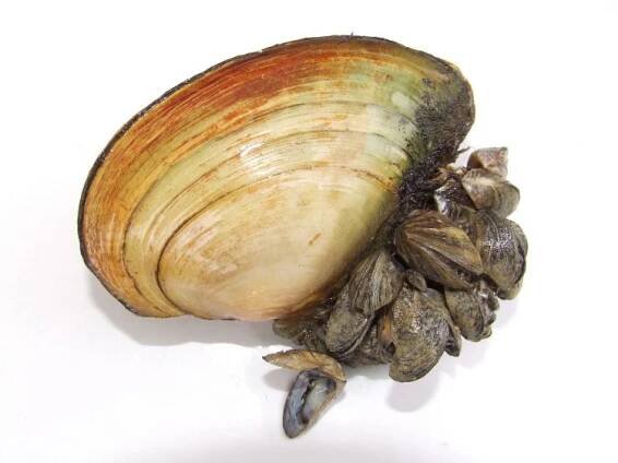 Anodonta cygnea - škeble rybničná
