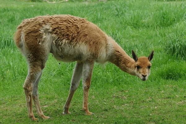 Lama vikuňa | Zoo Olomouc - Svatý Kopeček