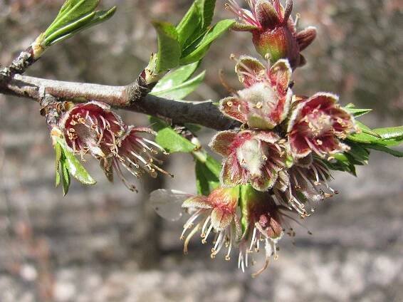 Blue Diamond Almonds Bloom Report – March 5th 2018