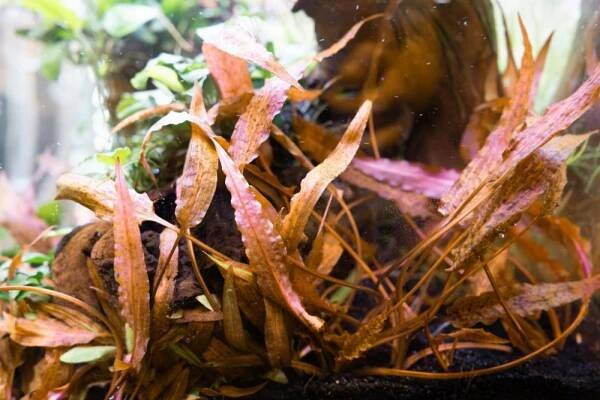 Cryptocoryne Affinis Dark Orange