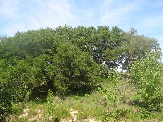 Hill Country Live Water Ranch | Kendall County, Texas | Thornton Ranch Sales