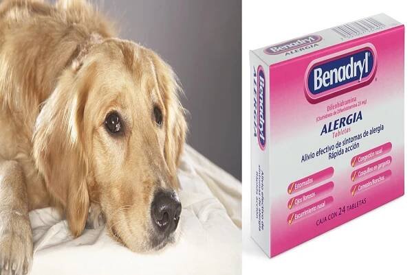 BENADRYL PARA PERROS