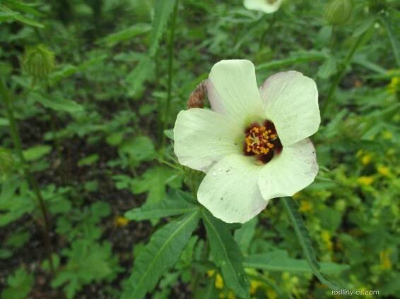 Ibišek trojdílný (Hibiscus trionum)