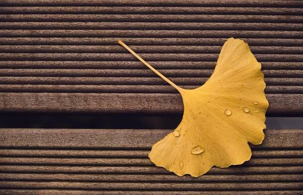 Ginkgo List Terasa Rady - Fotografie zdarma na Pixabay