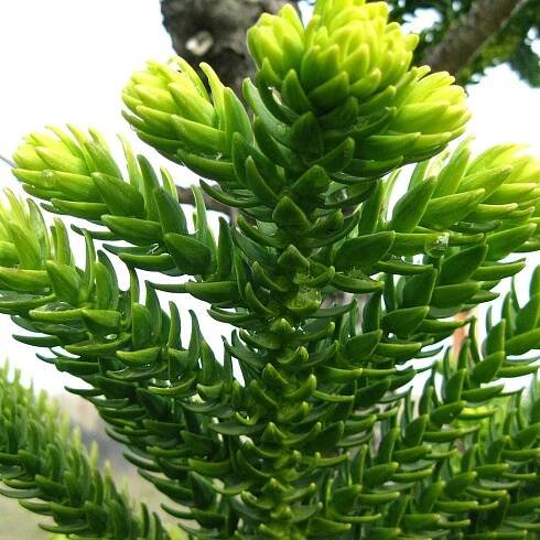 Araucaria.cz - Blahočety přímo od specialisty