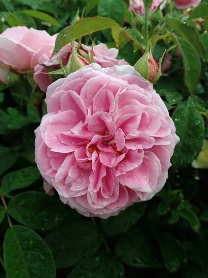 Rosa 'Gertrude Jekyll'