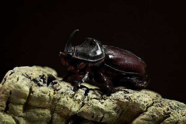 Nosorožík kapucínek (Oryctes nasicornis)
