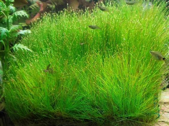 HAIRGRASS, DWF MAT-LG