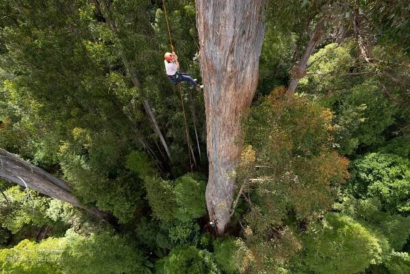 Tasmanian Recreational Tree Climbing — The Tree Projects