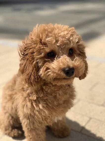 Cavapoochons | Licensed Breeders Cavapoochon UK